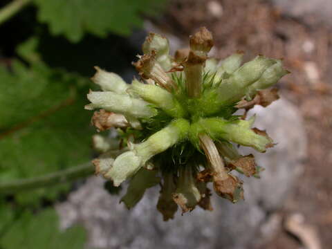 Image of Betonica alopecuros subsp. alopecuros