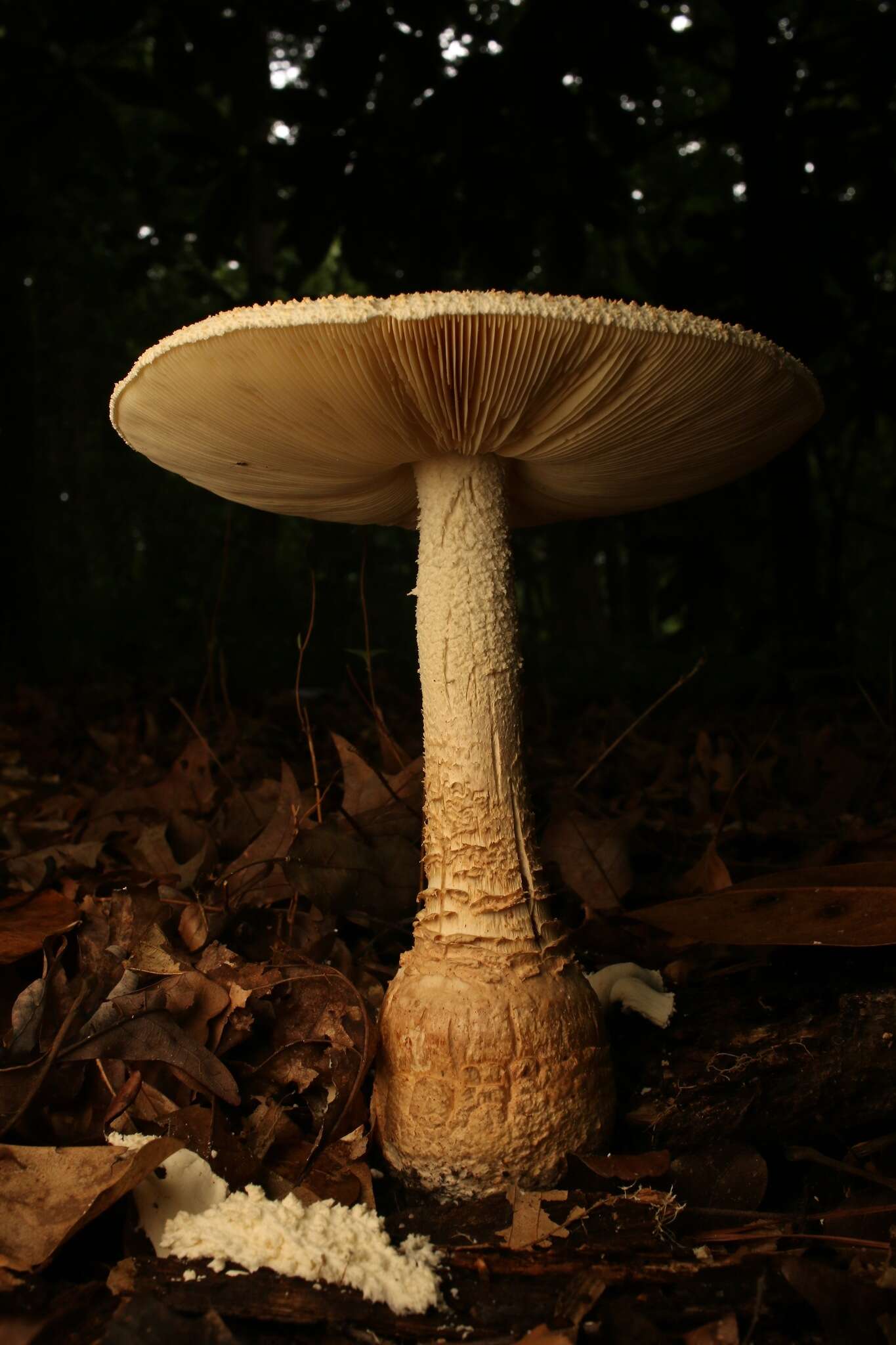 Plancia ëd Amanita daucipes (Sacc.) Lloyd 1898