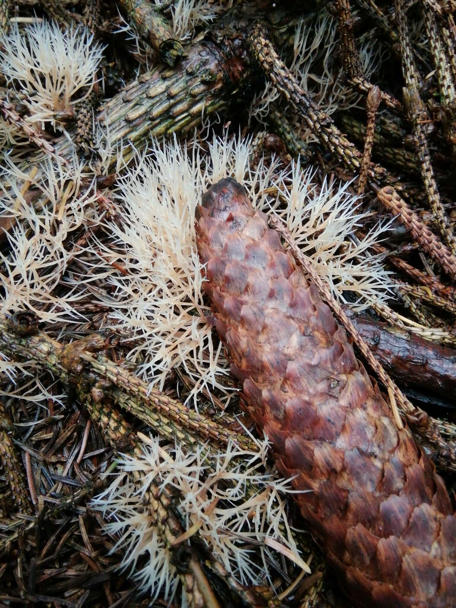 Image of Angel hair coral