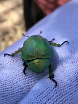 Image of Chrysina woodi (Horn 1884)