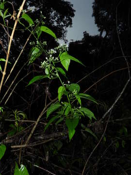 Image of Byttneria catalpifolia Jacq.