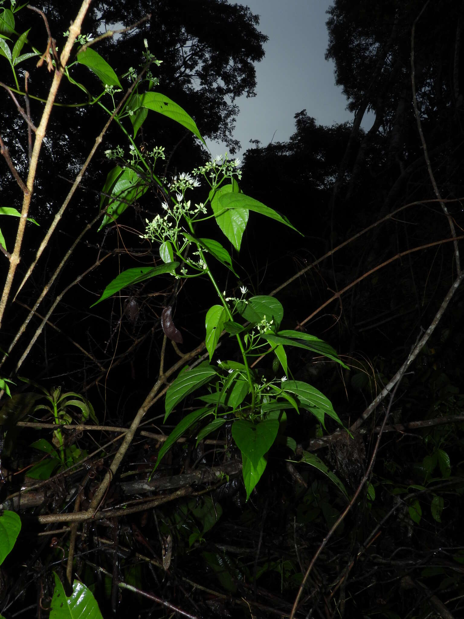 صورة Byttneria catalpifolia Jacq.