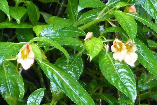 Image of Impatiens pulchra Hook. fil. & Thoms.