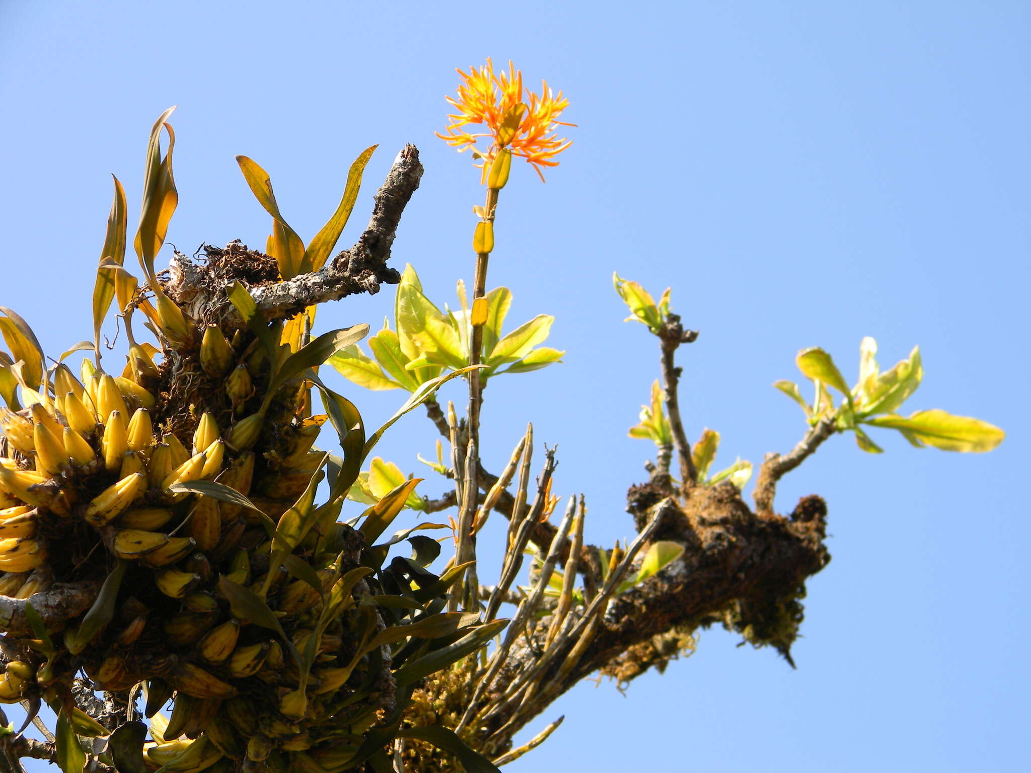 صورة Dendrobium jerdonianum Wight