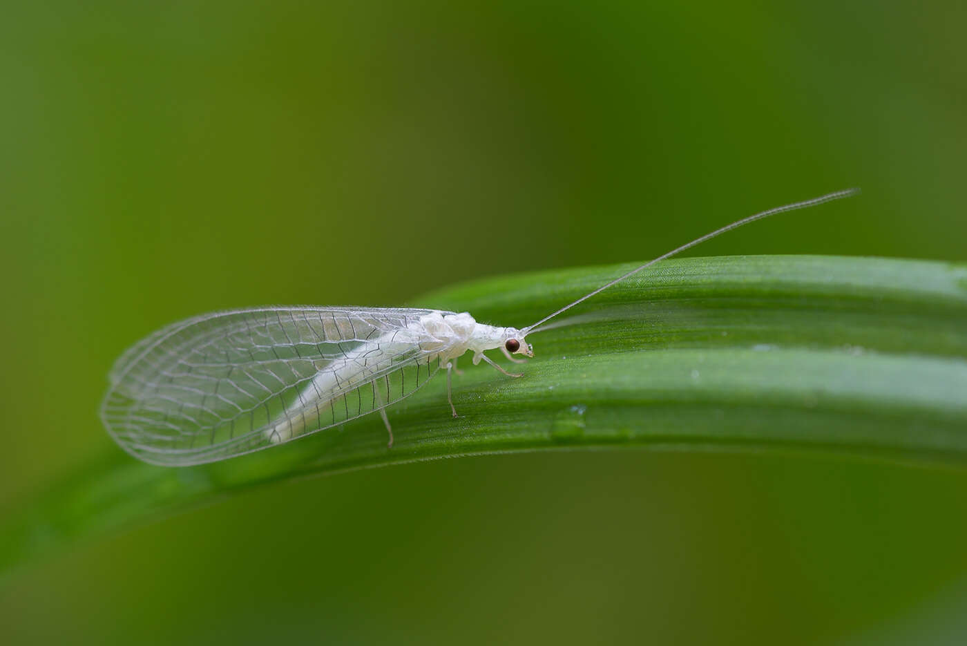 Image of Chrysopidia