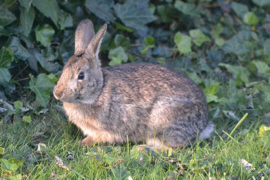 Image of New England Cottontail