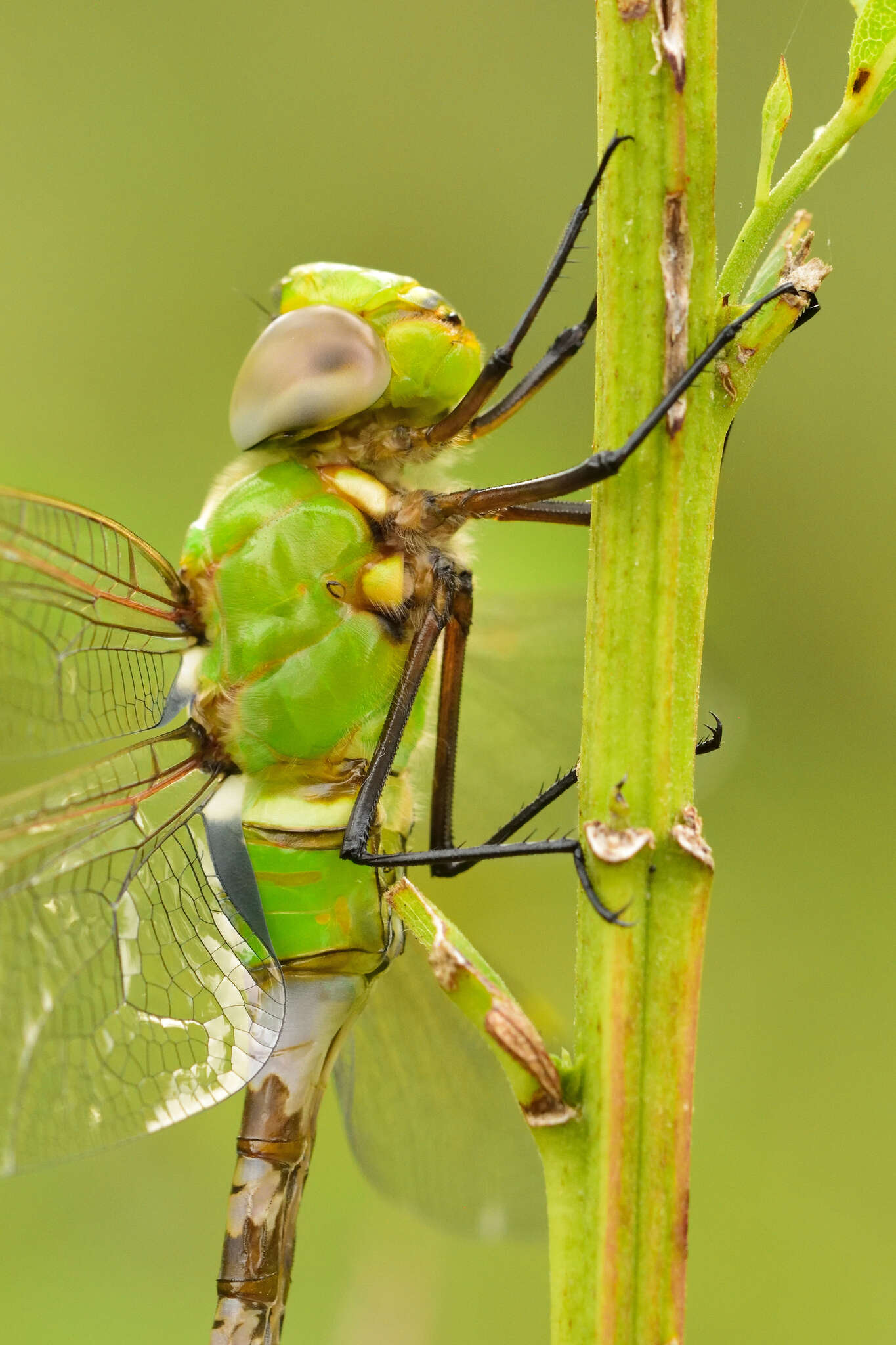 Image of Amazon Darner