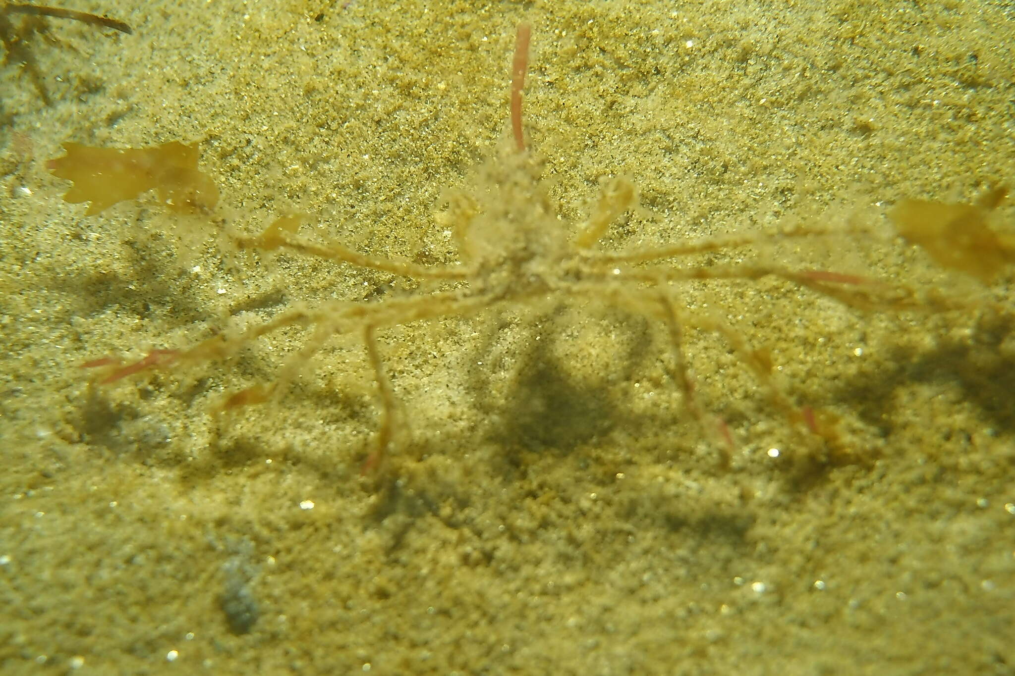 Image of Ericerodes hemphillii (Lockington 1877)