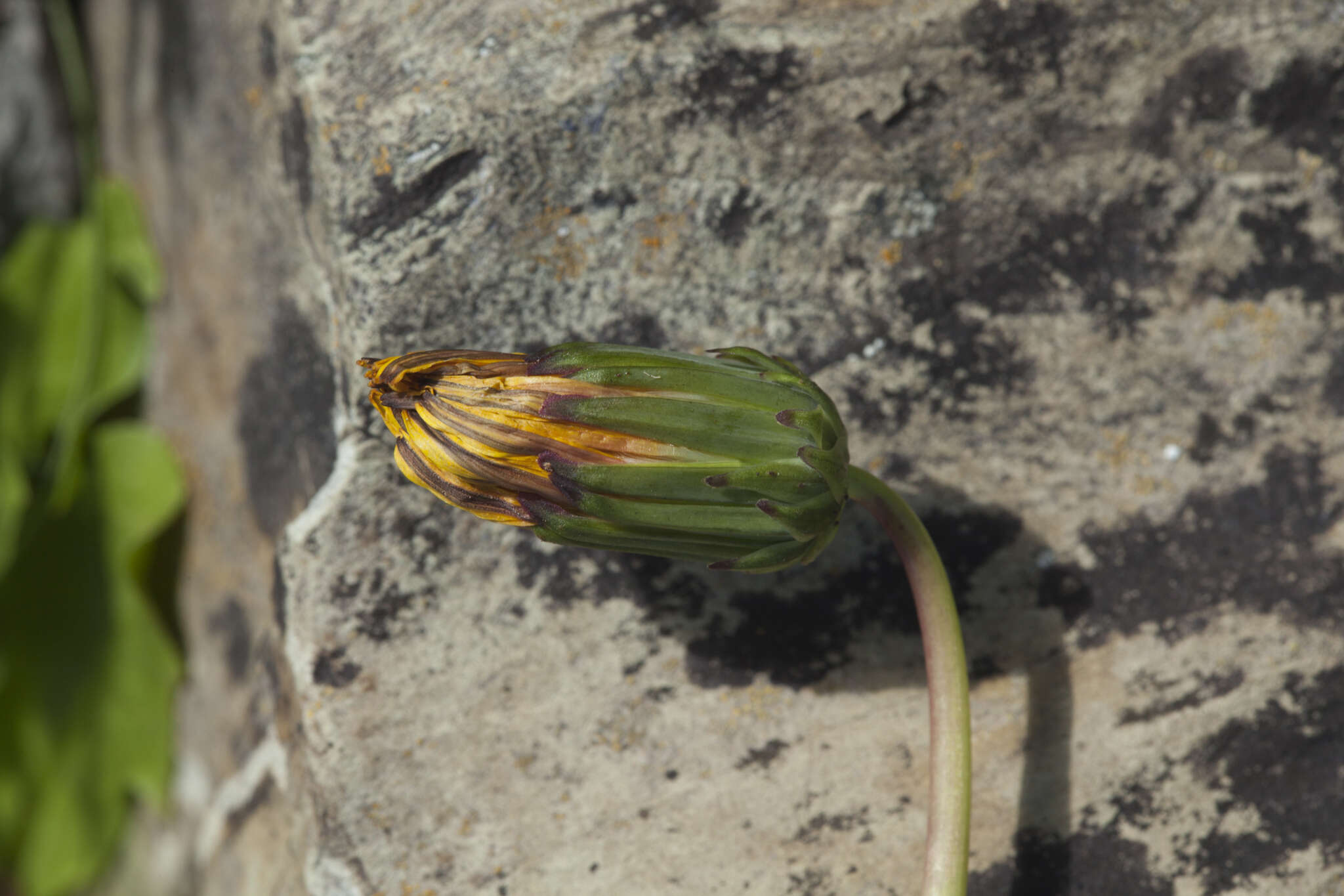 Taraxacum stevenii (Spreng.) DC.的圖片