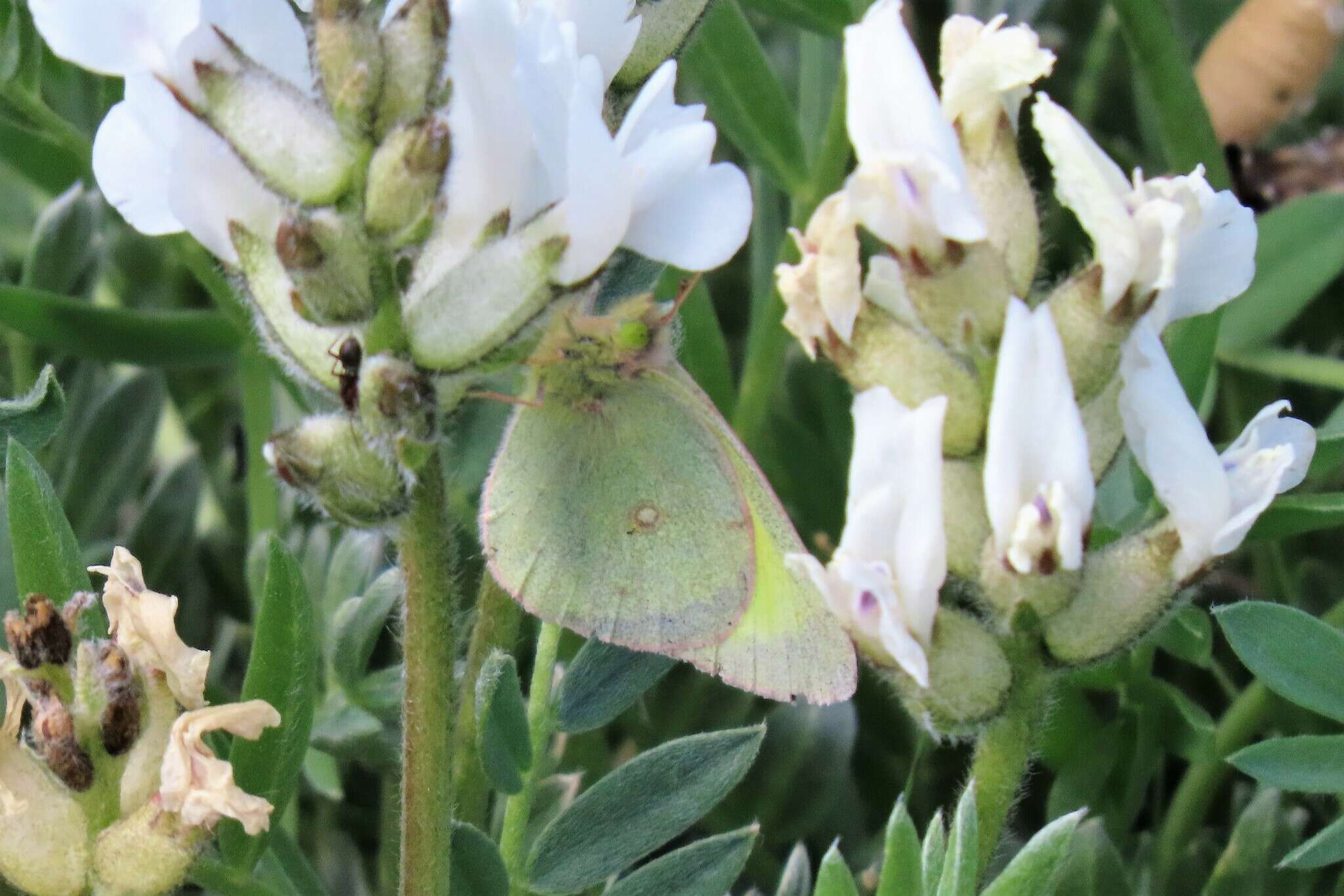 Image of Scudder's Sulphur