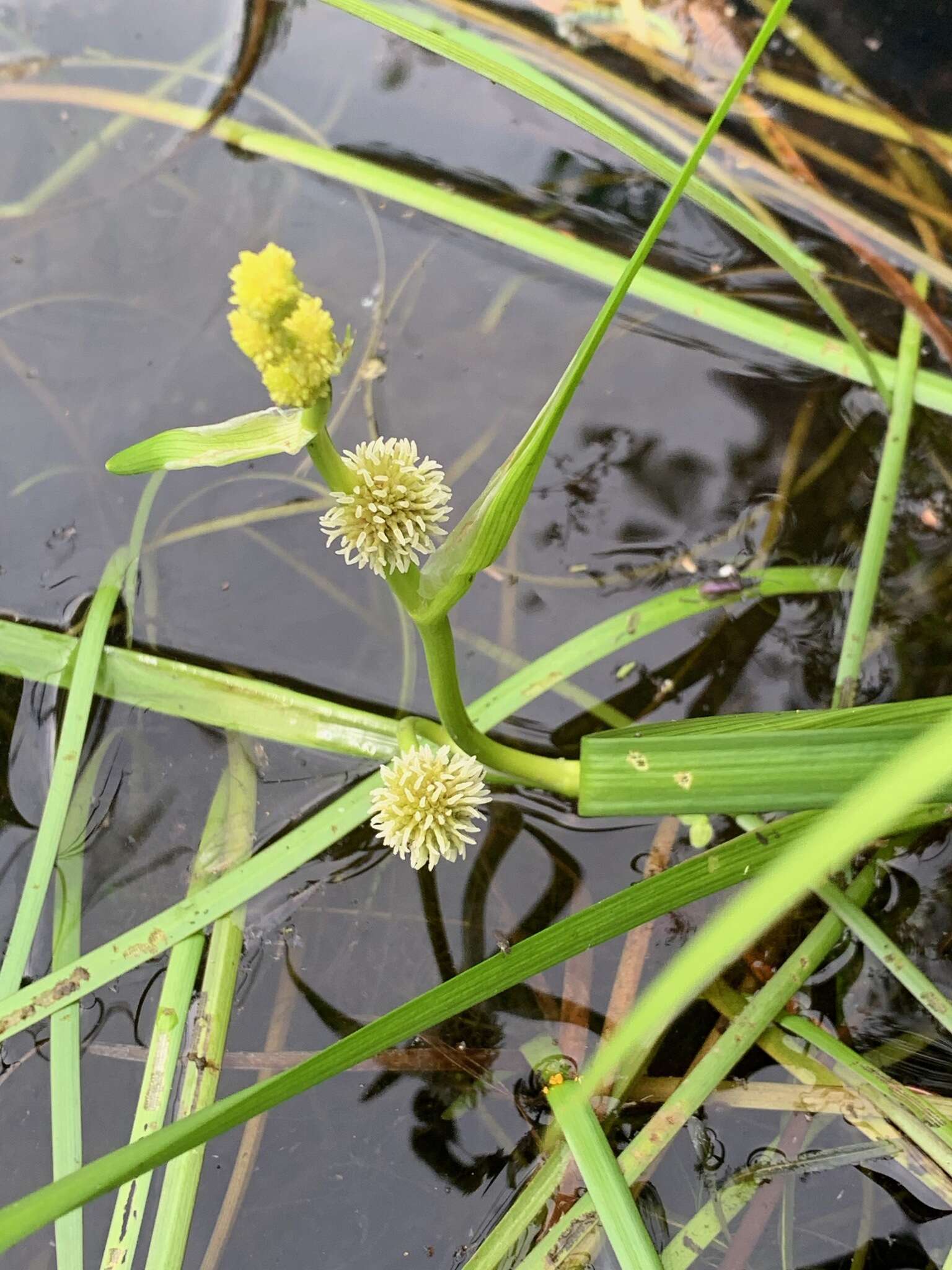 Image of Floating Bur-reed