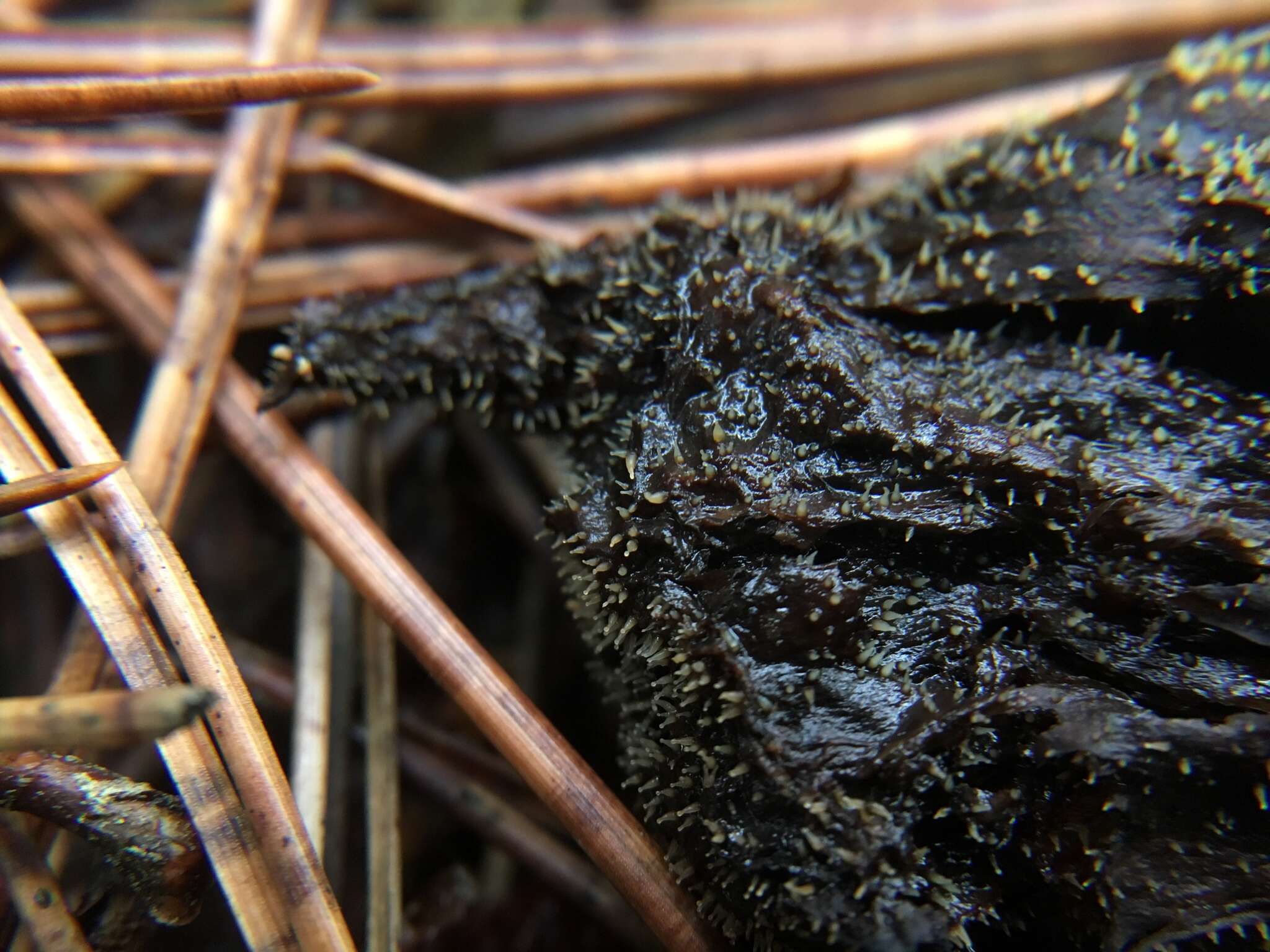 Image of Eleutheromyces subulatus (Tode) Fuckel 1870