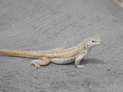 Image of Red-sided Curly-tailed Lizard