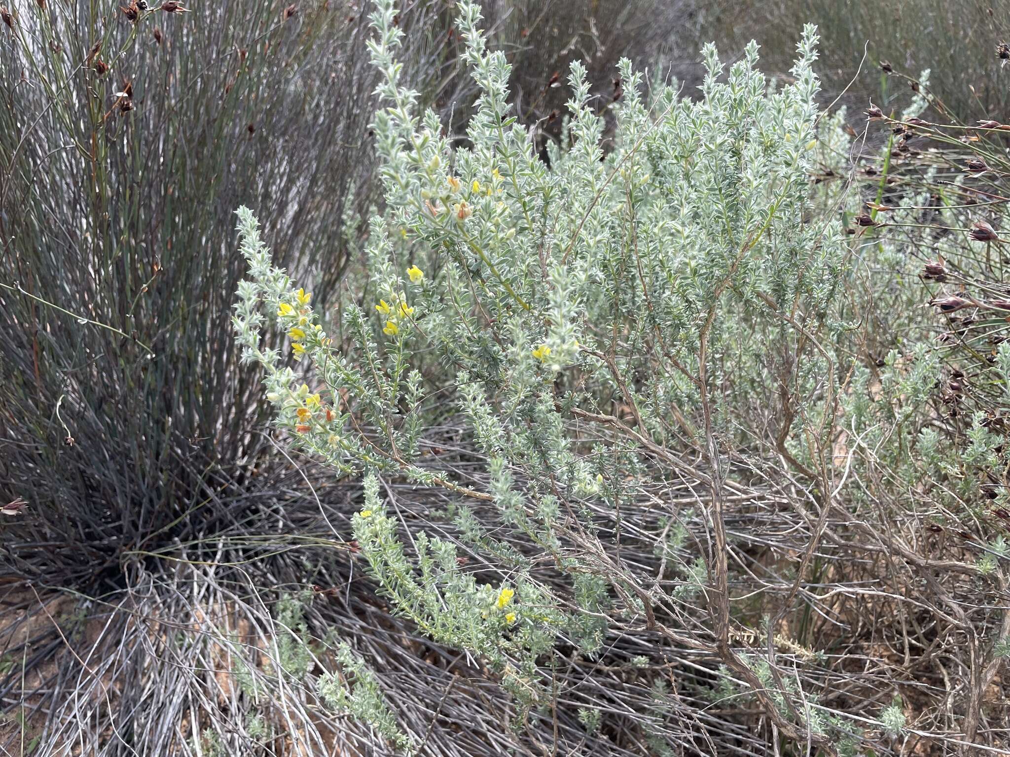 Image of Aspalathus heterophylla L. fil.