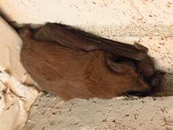 Image of Tadarine Free-tailed Bats