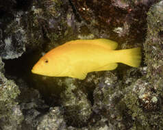 Image of Black Guativere