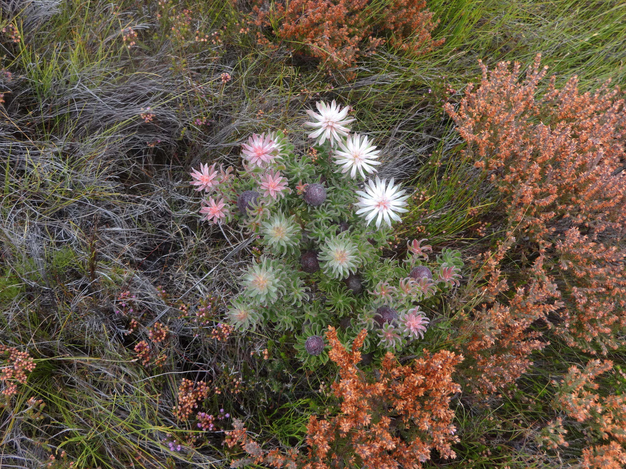 Image of Leucadendron radiatum Phillips & Hutchinson