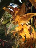 Image of Stanhopea oculata (Lodd.) Lindl.