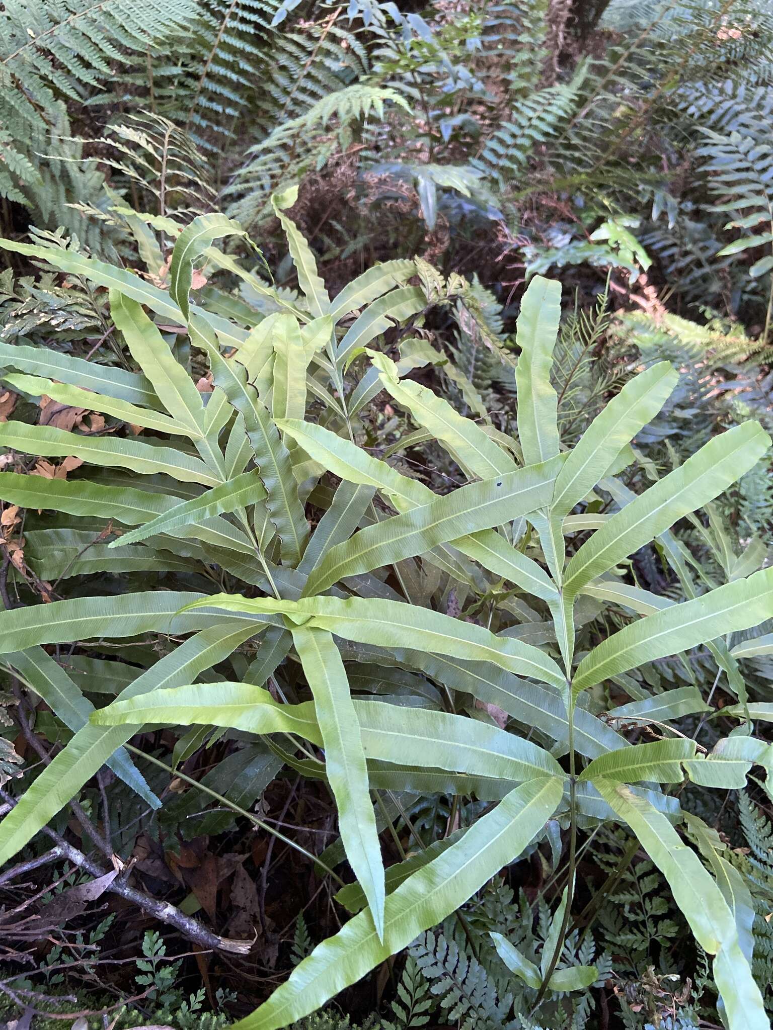 Plancia ëd Pteris umbrosa R. Br.