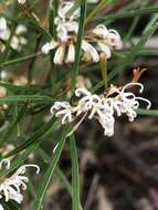 Image of Grevillea parviflora subsp. parviflora