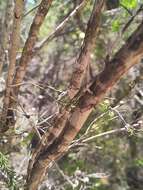 Image of Melaleuca systena L. A. Craven