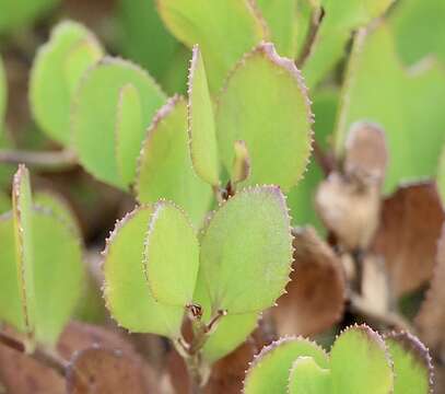 Image of Goodenia varia R. Br.