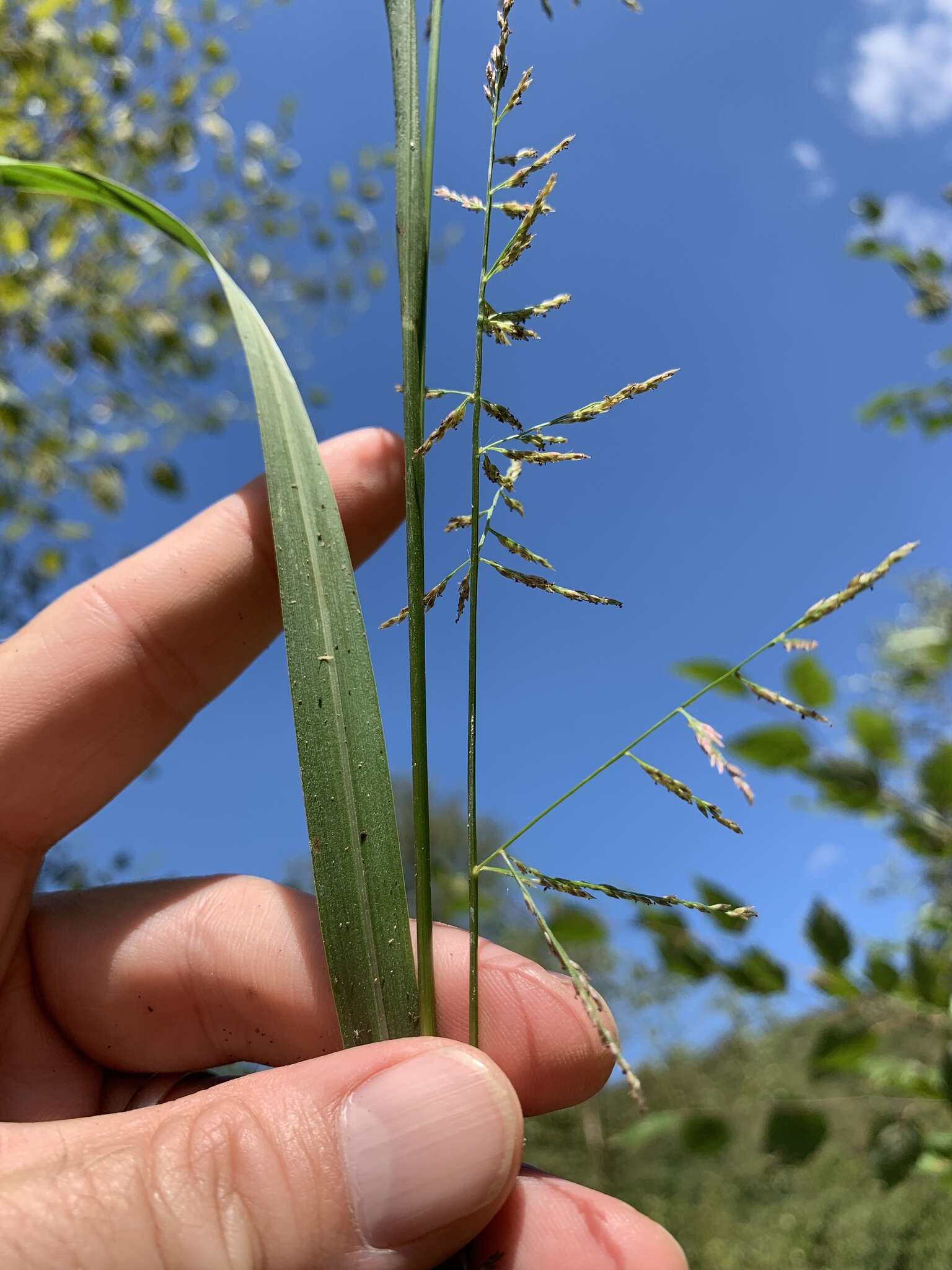 Слика од Coleataenia rigidula (Bosc ex Nees) Le Blond