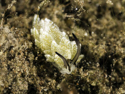 Image of Costasiella formicaria (Baba 1959)