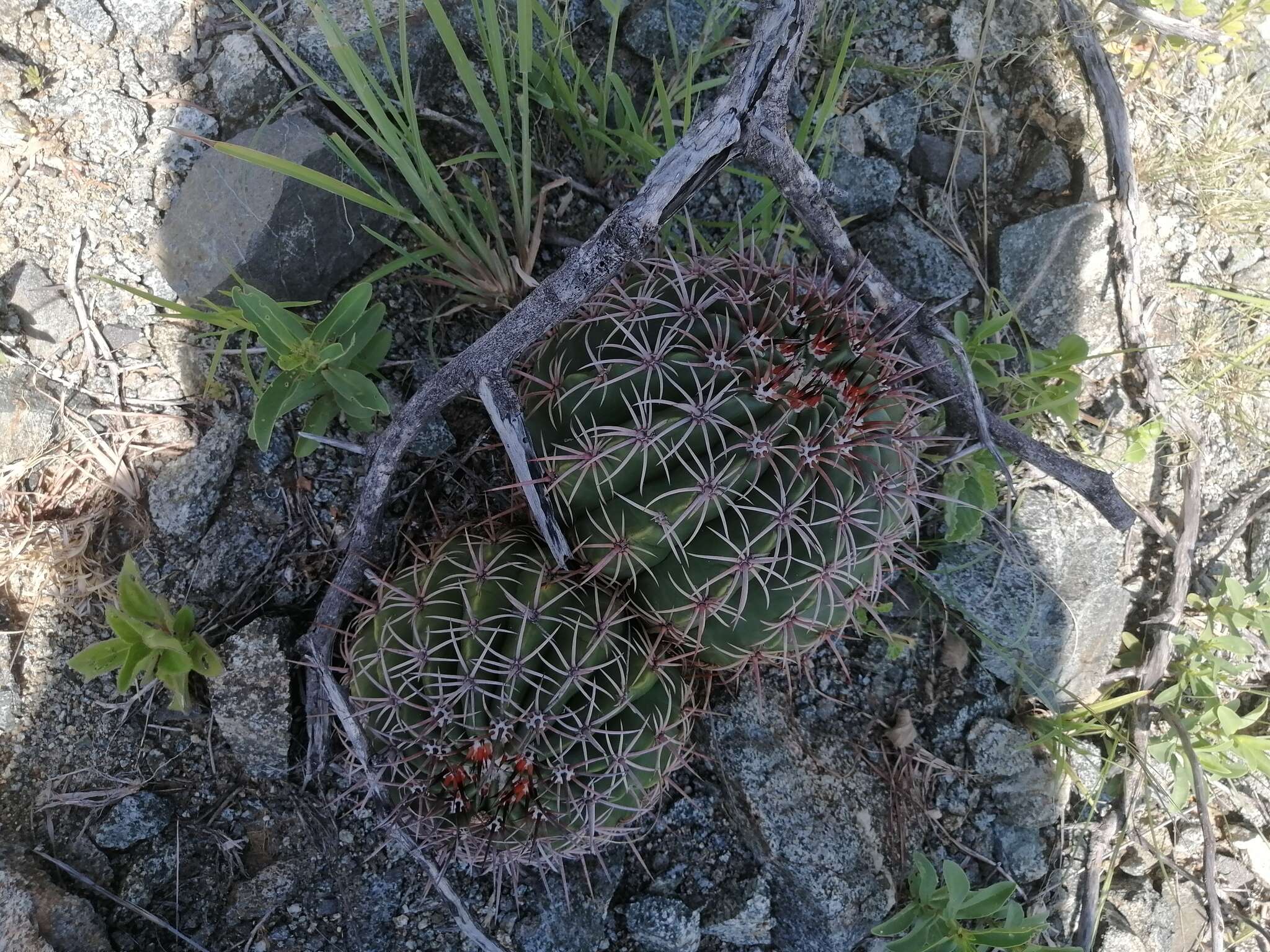 Image of Melocactus curvispinus subsp. curvispinus
