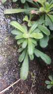 Lysimachia alpestris Champ. ex Benth. resmi