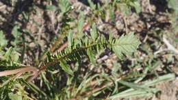 Chylismia claviformis subsp. aurantiaca (Munz) W. L. Wagner & Hoch resmi