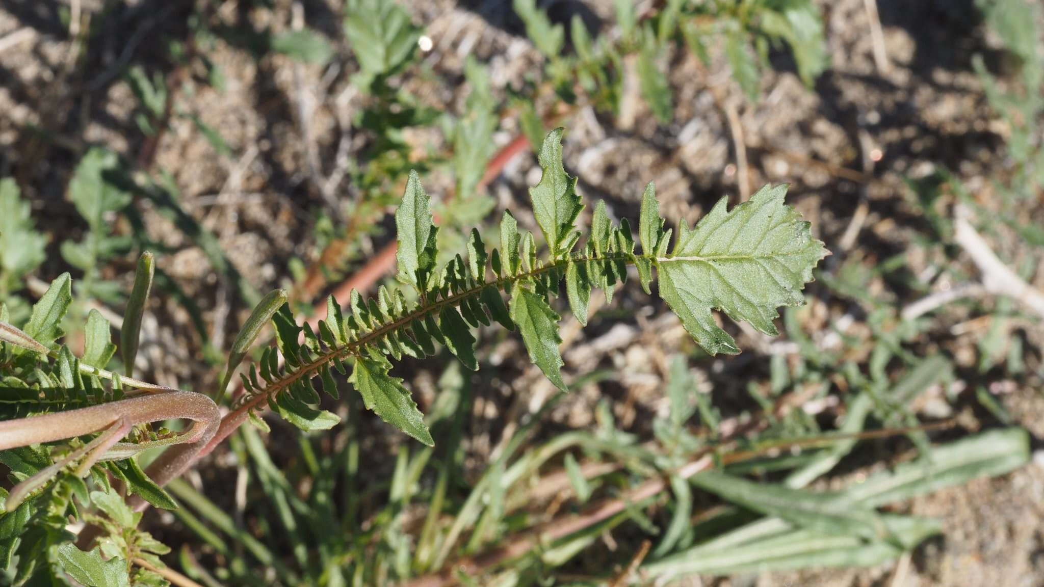 Chylismia claviformis subsp. aurantiaca (Munz) W. L. Wagner & Hoch resmi