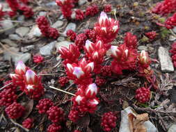 Imagem de Sedum candollei