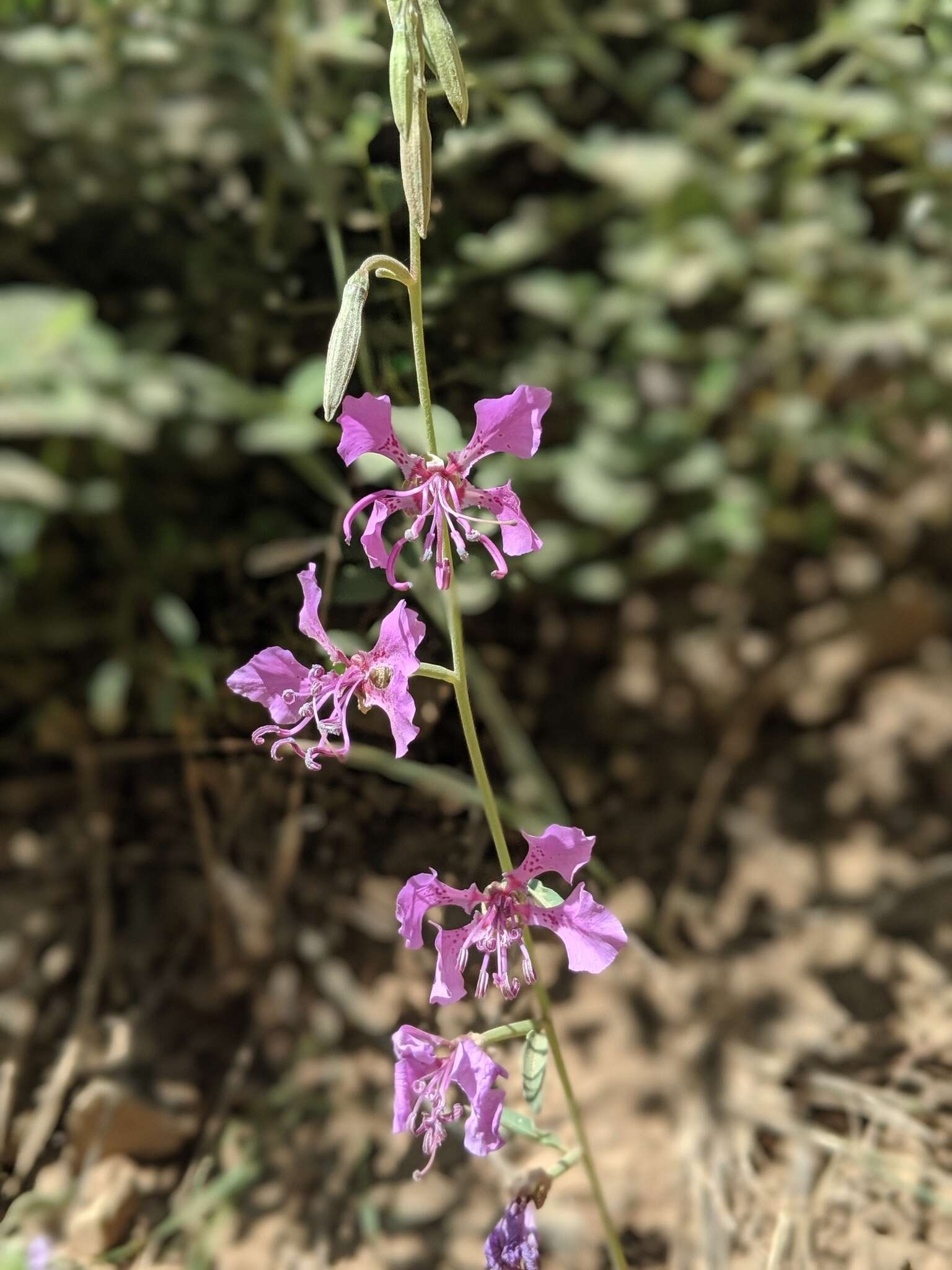 Plancia ëd Clarkia borealis E. Small