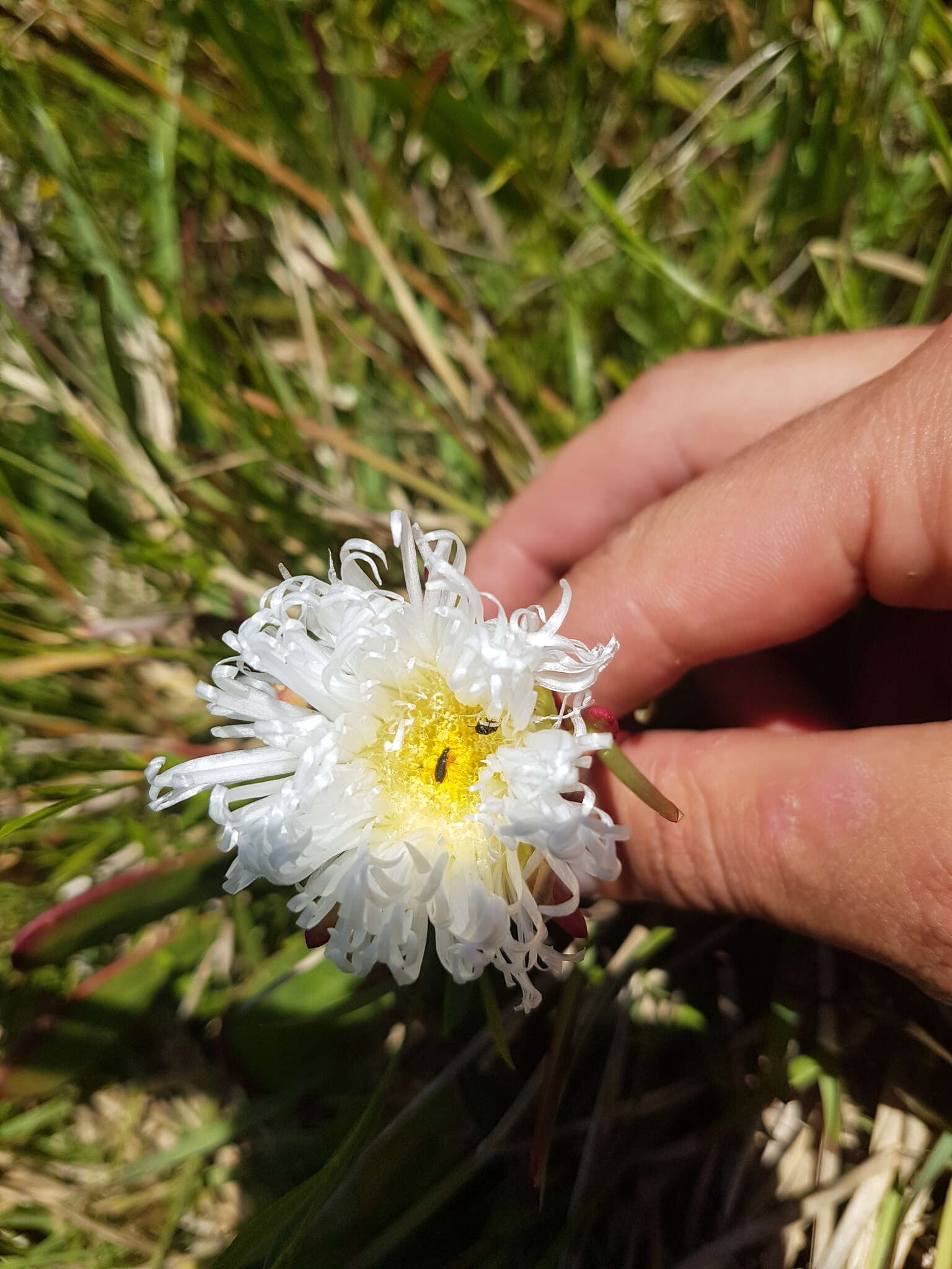 Image of Skiatophytum skiatophytoides (Leistn.) Klak