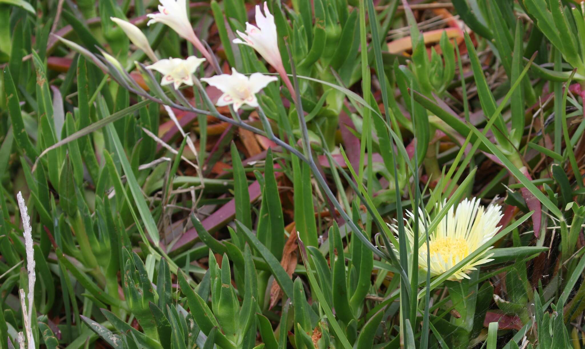 Plancia ëd Gladiolus angustus L.