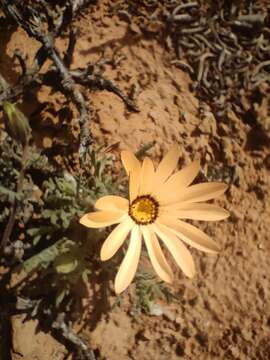 Image of Common Jackal Daisy