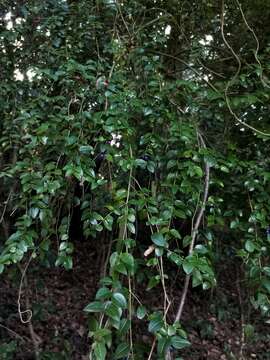 Image of Prickly myrtle