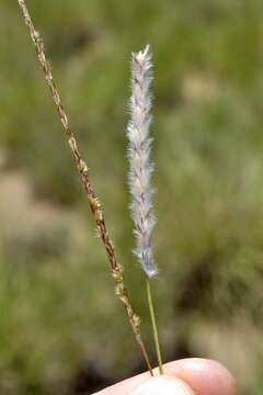 Image of Wire grass