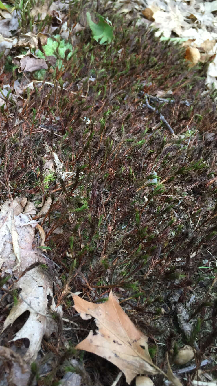 Image of grimmia dry rock moss