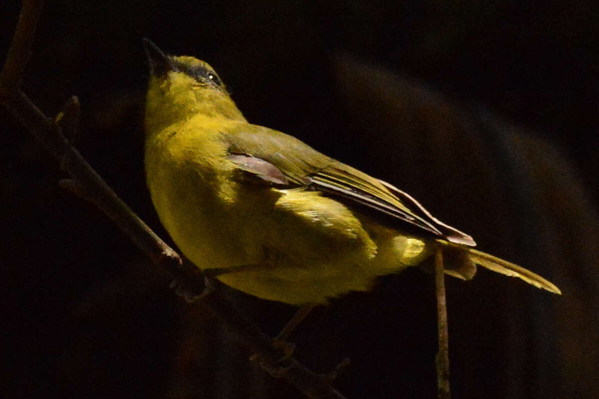 Imagem de Pachycephala hypoxantha (Sharpe 1887)