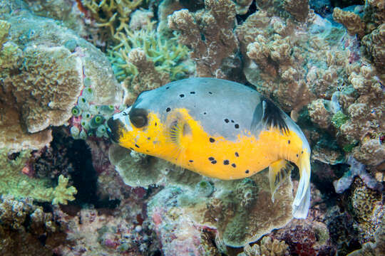 Image of Black Spotted Blow Fish