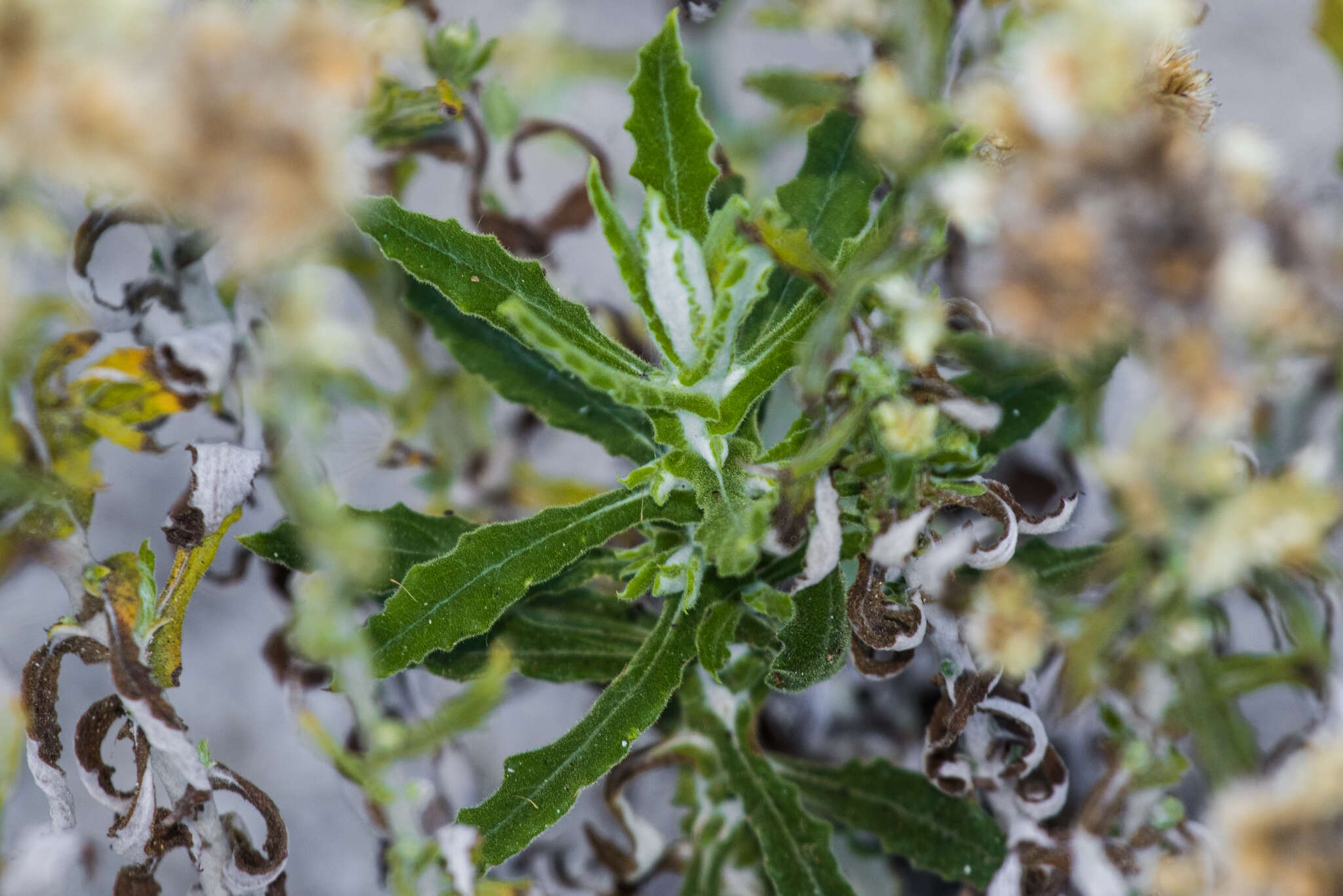 Sivun Pseudognaphalium biolettii A. A. Anderberg kuva