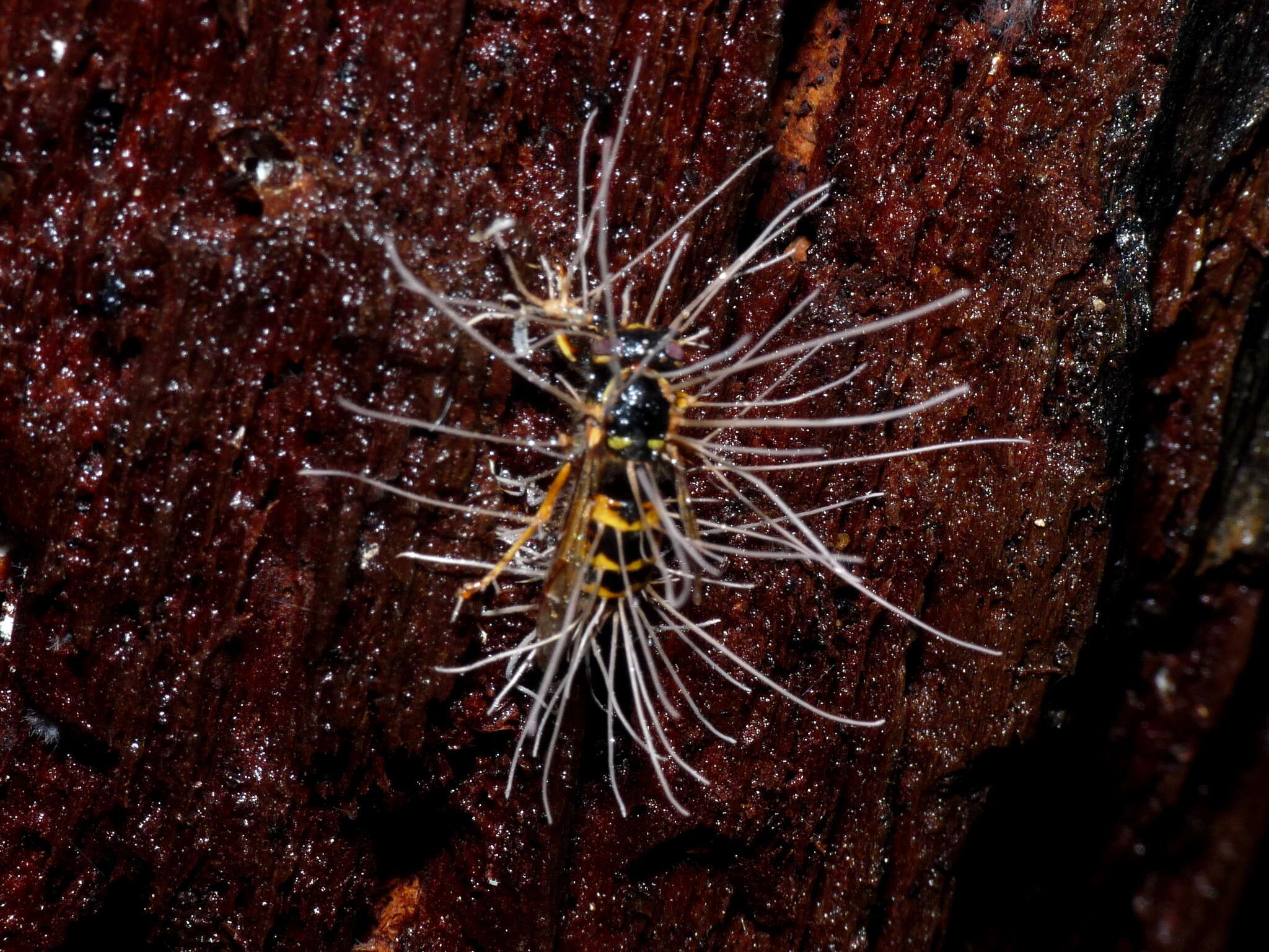 Image of Ophiocordyceps humbertii (C. P. Robin) G. H. Sung, J. M. Sung, Hywel-Jones & Spatafora 2007