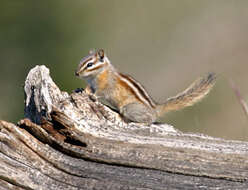 Image of Colorado Chipmunk