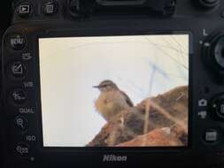 Image of African Rock Pipit