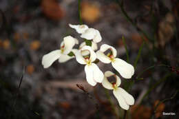 Image of Stylidium schoenoides DC.