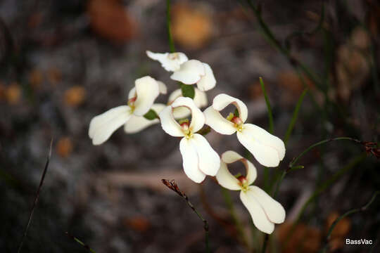 Stylidium schoenoides DC. resmi