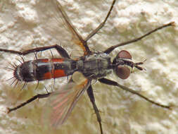 Image of Cylindromyia pusilla (Meigen 1824)