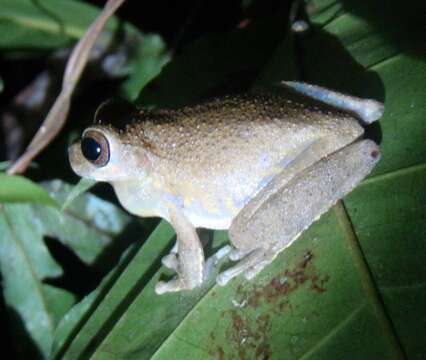 Image of Panama Cross-banded Treefrog